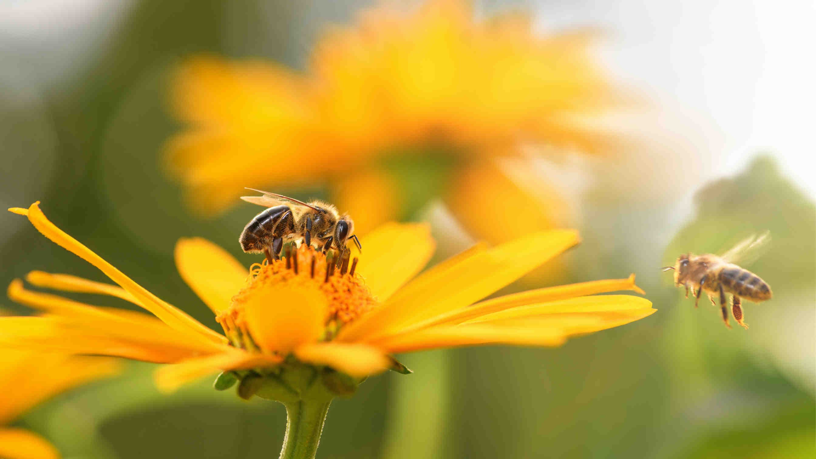 Die 3Bee Projekte