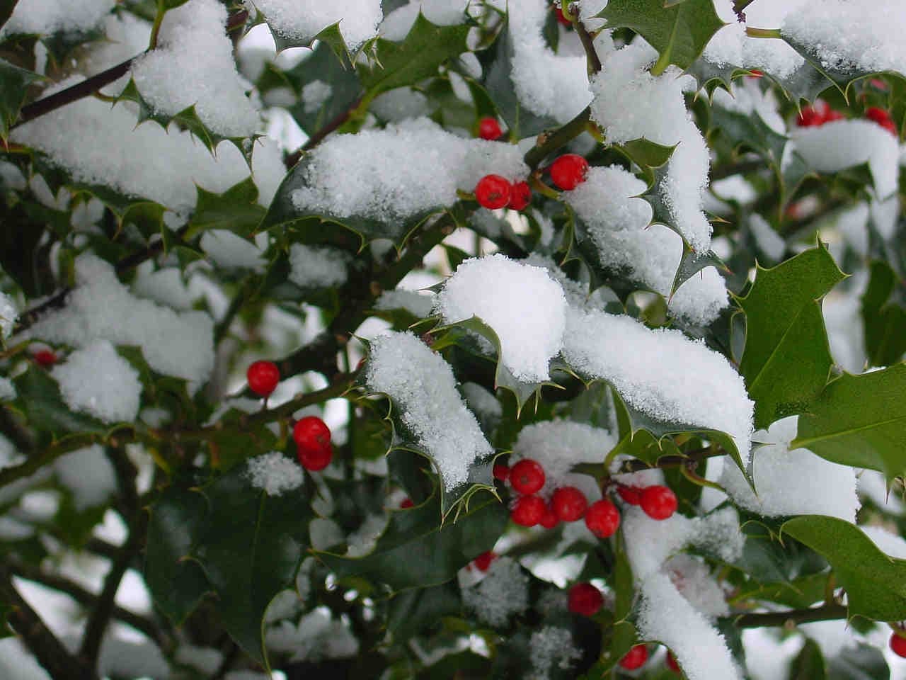 Holly: a fascinating plant, symbol of the Christmas holidays