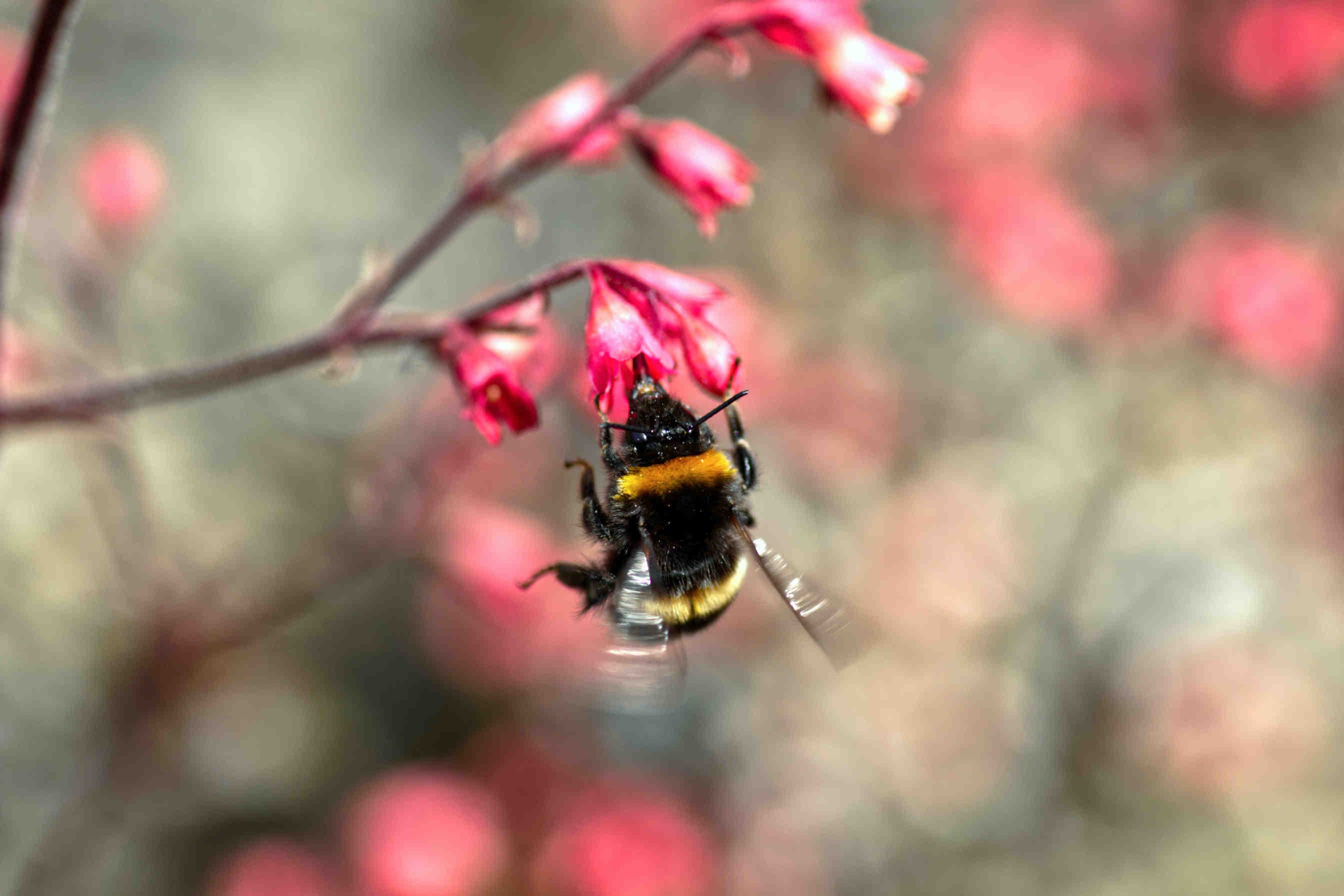 bombus