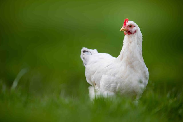 Polli sostenibili davanti alla porta di casa, polli da giardino