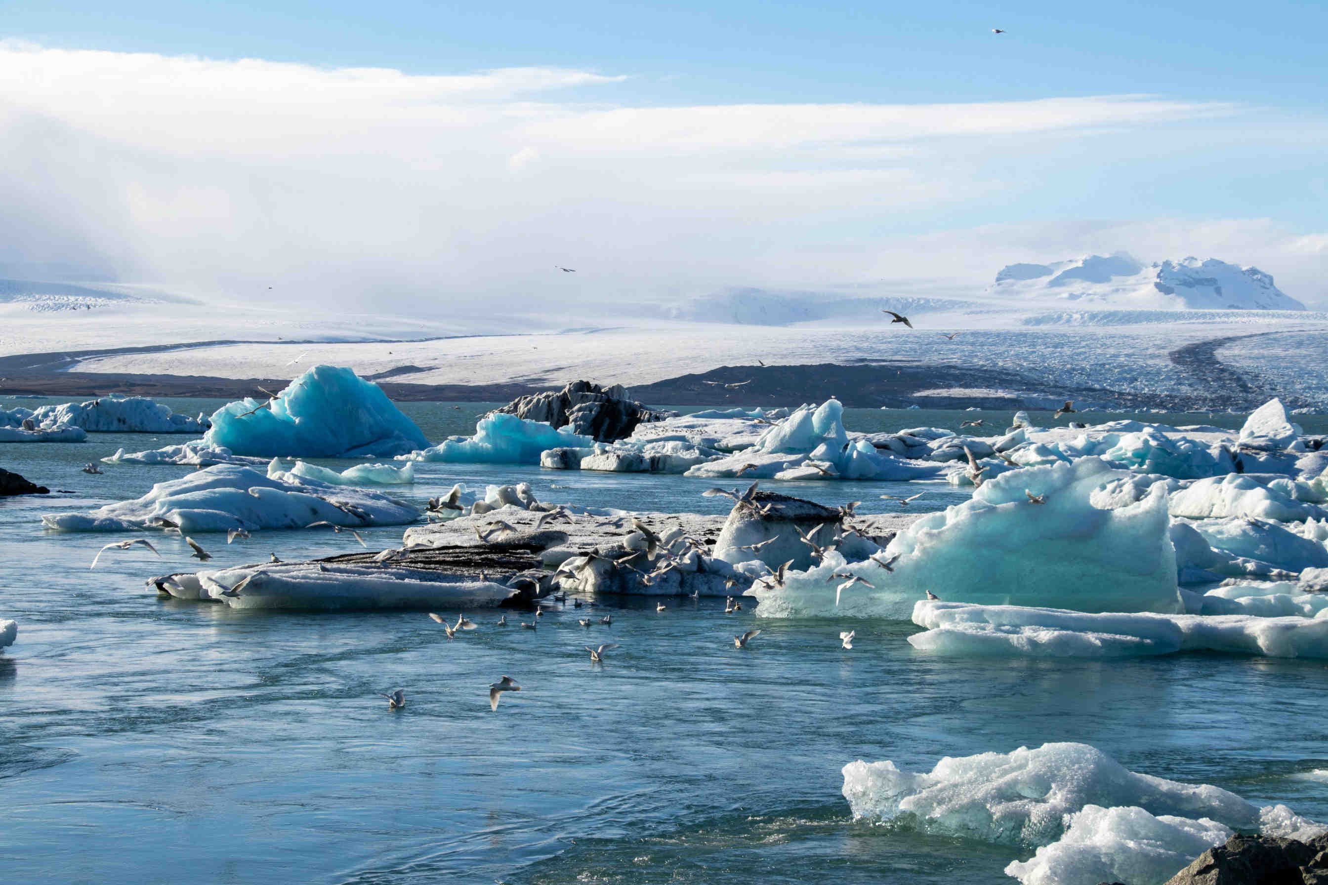 emergenze planetarie perdita biodiversità e crisi climatica