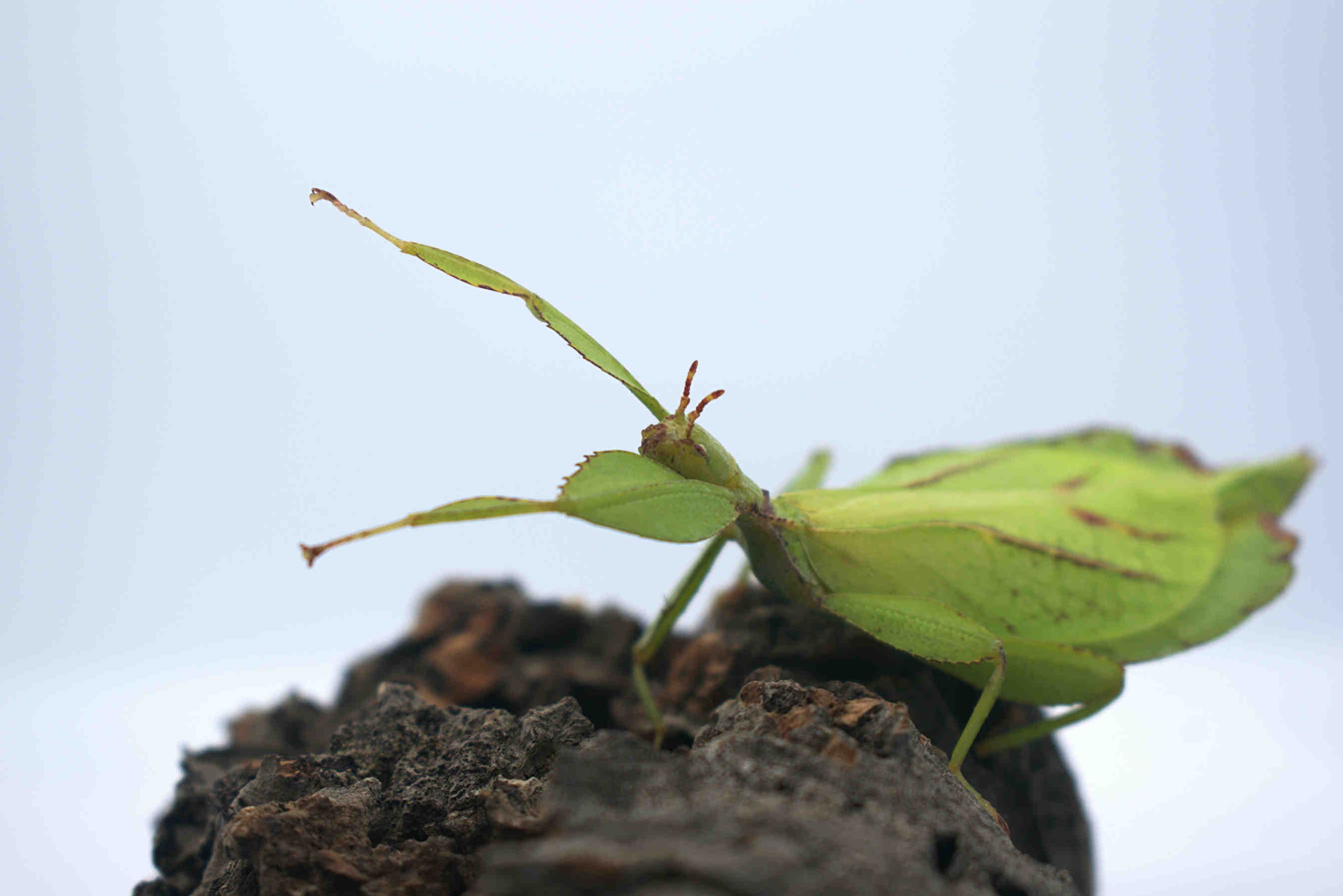 Phyllium