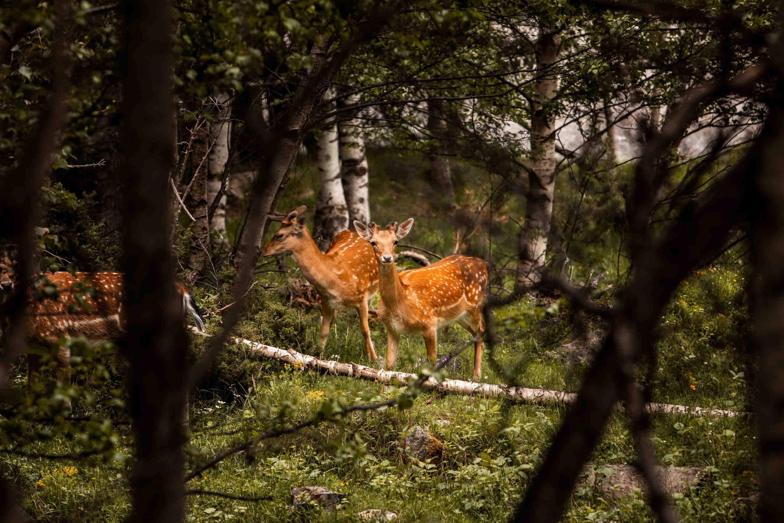 Deux petites biches dans une forêt