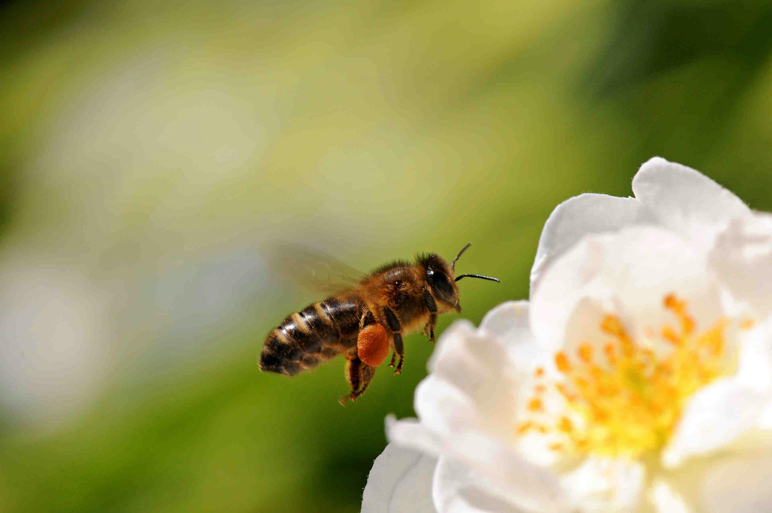La reine des abeilles : naissance, nutrition et tâches