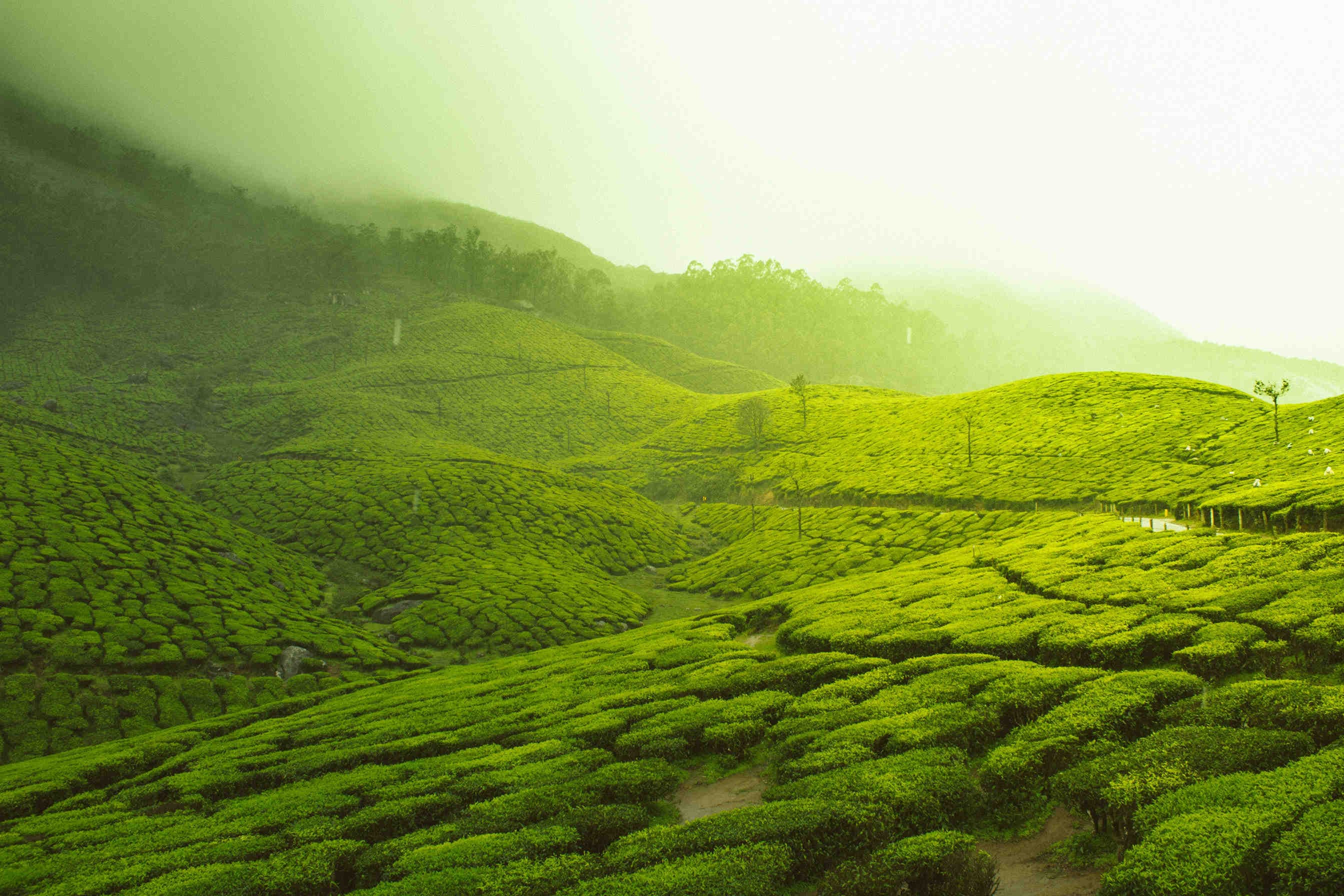 In India e nel Corano