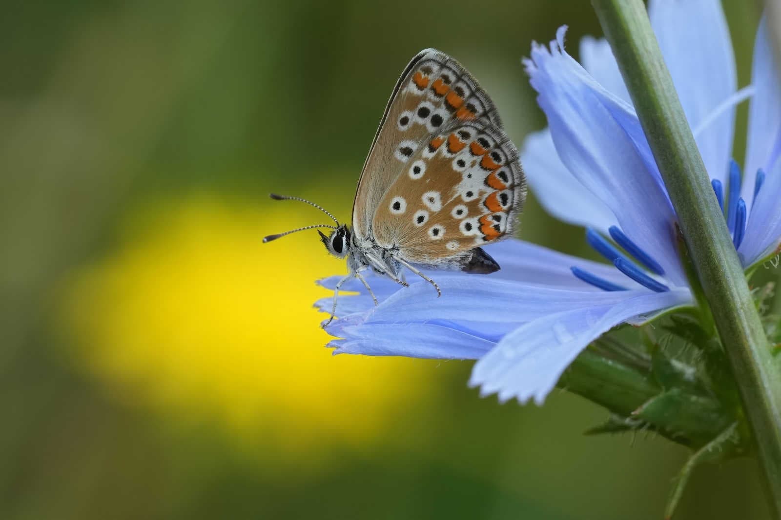 Biodiversità-competitiva-e-reputazionale