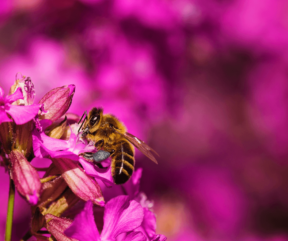 Protect 3Bee Bees