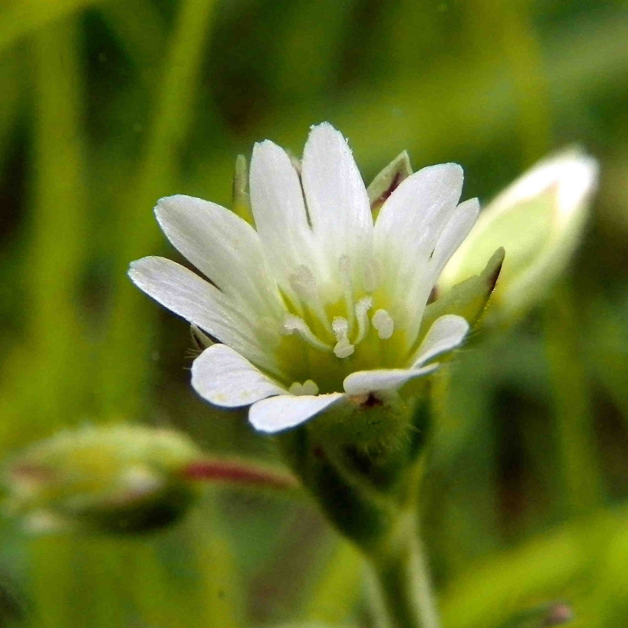 pianta