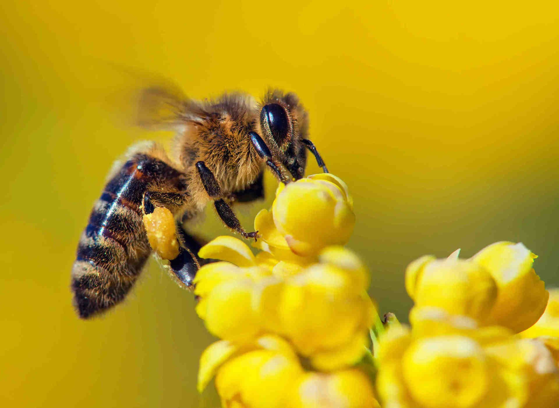 Concurrence avec les abeilles