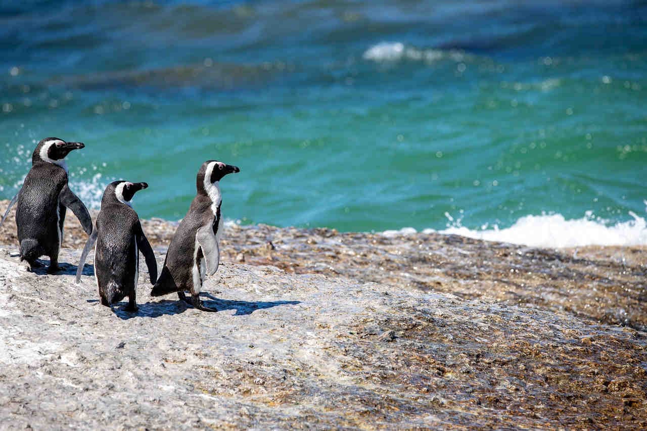 i pinguini sono un gruppo eterogeneo