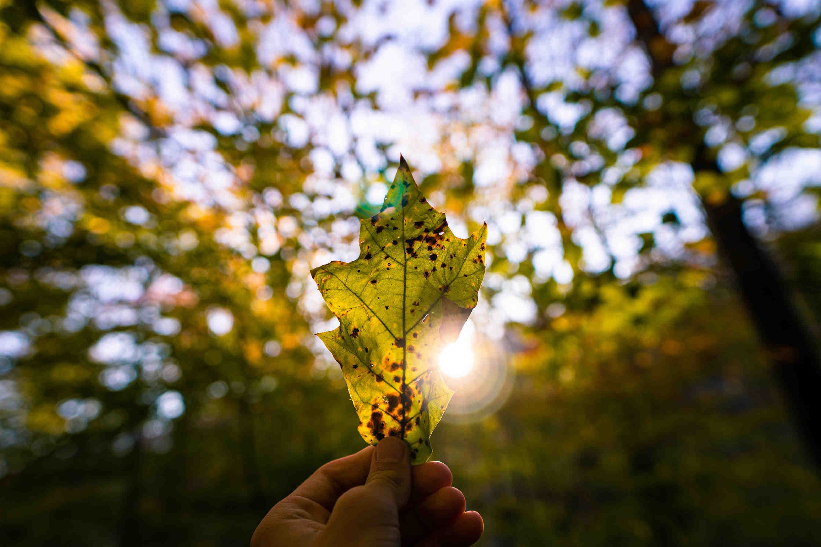 Une main tient une feuille verte et a les doigts recouverts de peinture verte