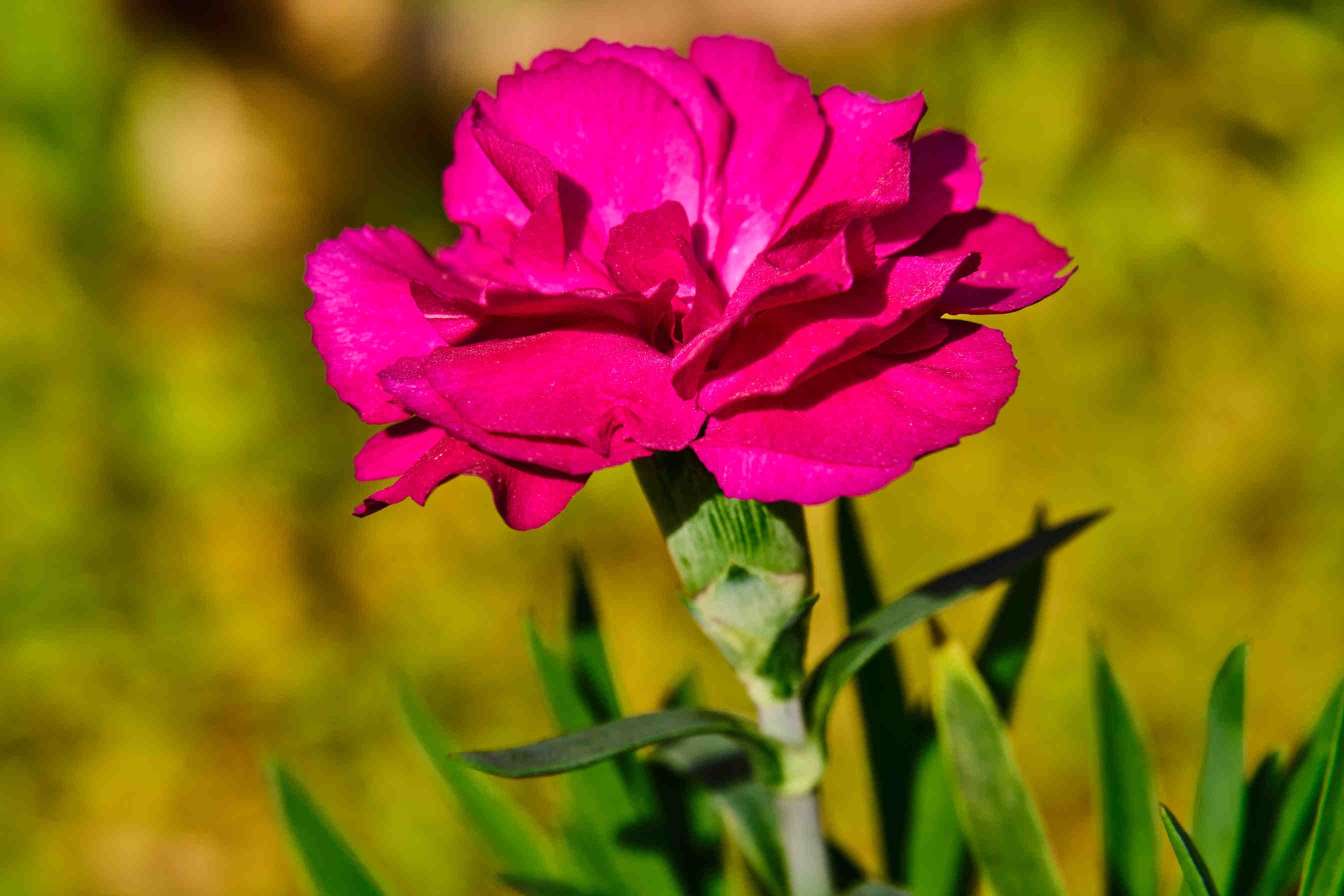 garofano fiore