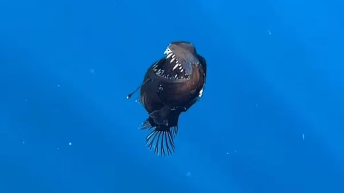 What is the melanocetus? The 'black devil' fish spotted in Tenerife