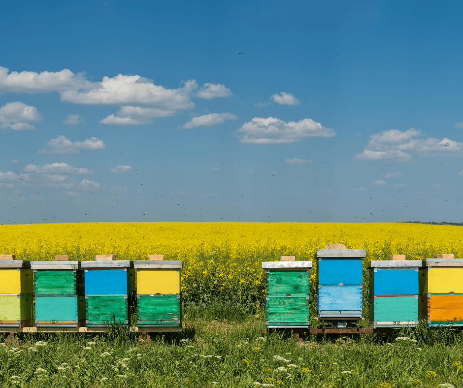 Land to house the beehive