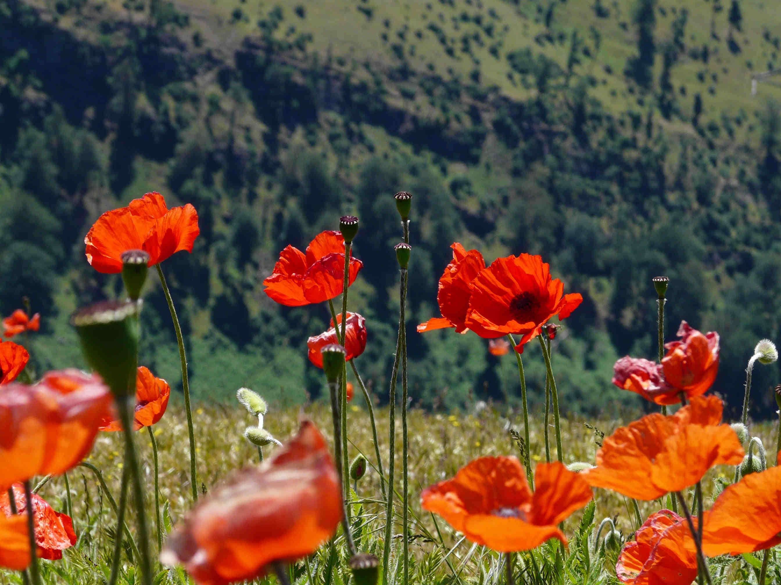 How to protect biodiversity in business?