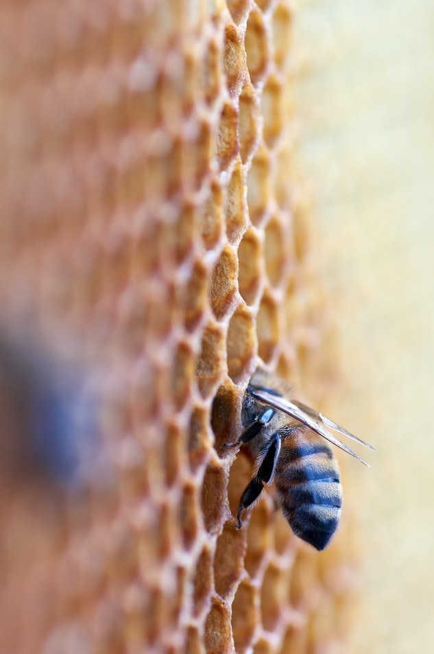 Werden die Bienen wirklich gerettet?