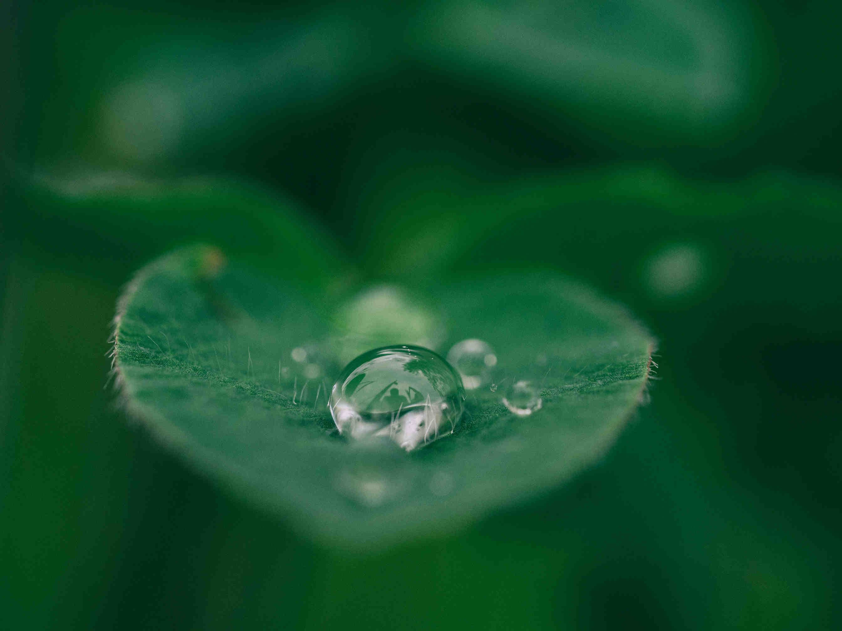 Acqua