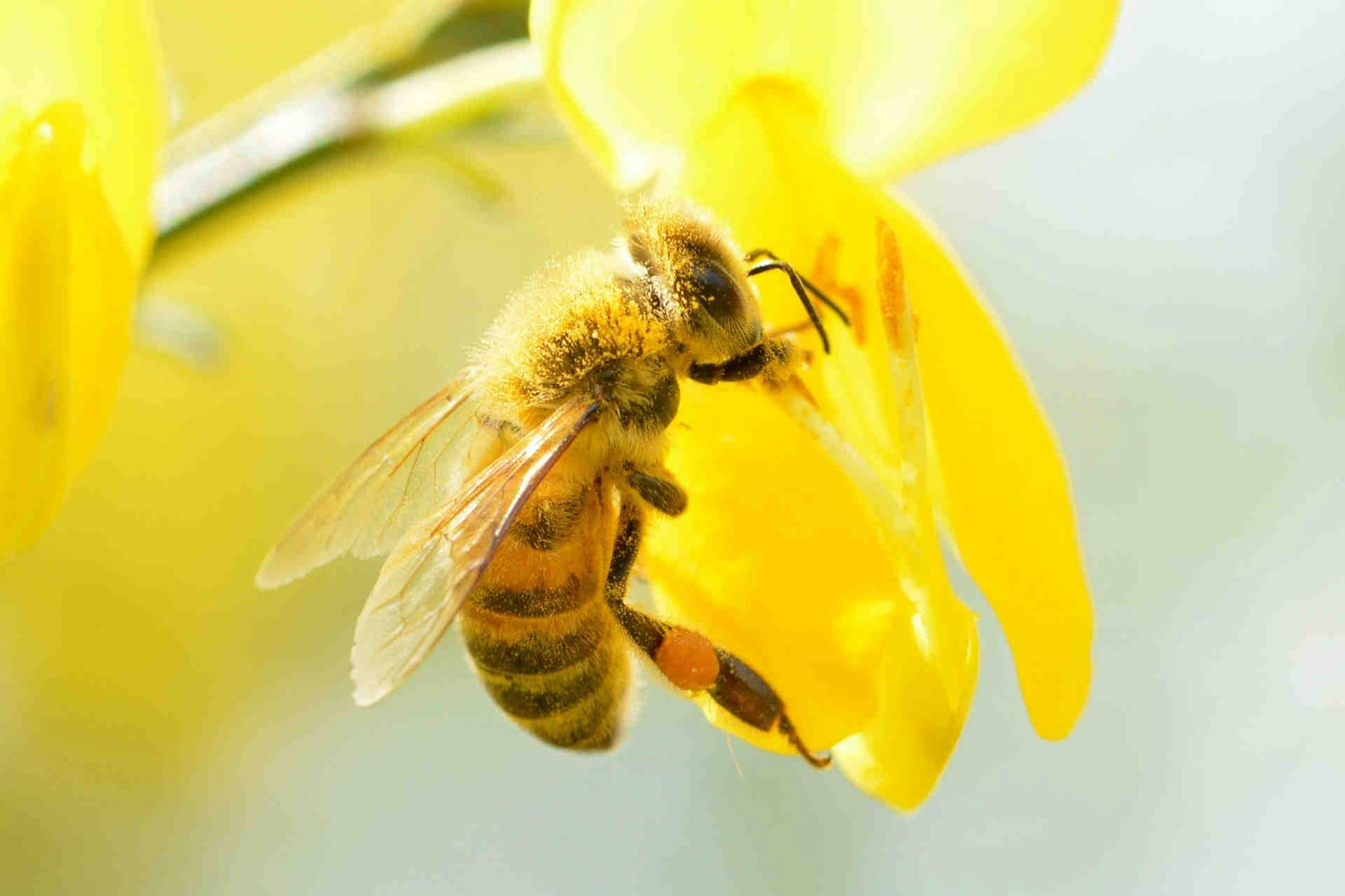 La giornata mondiale delle api