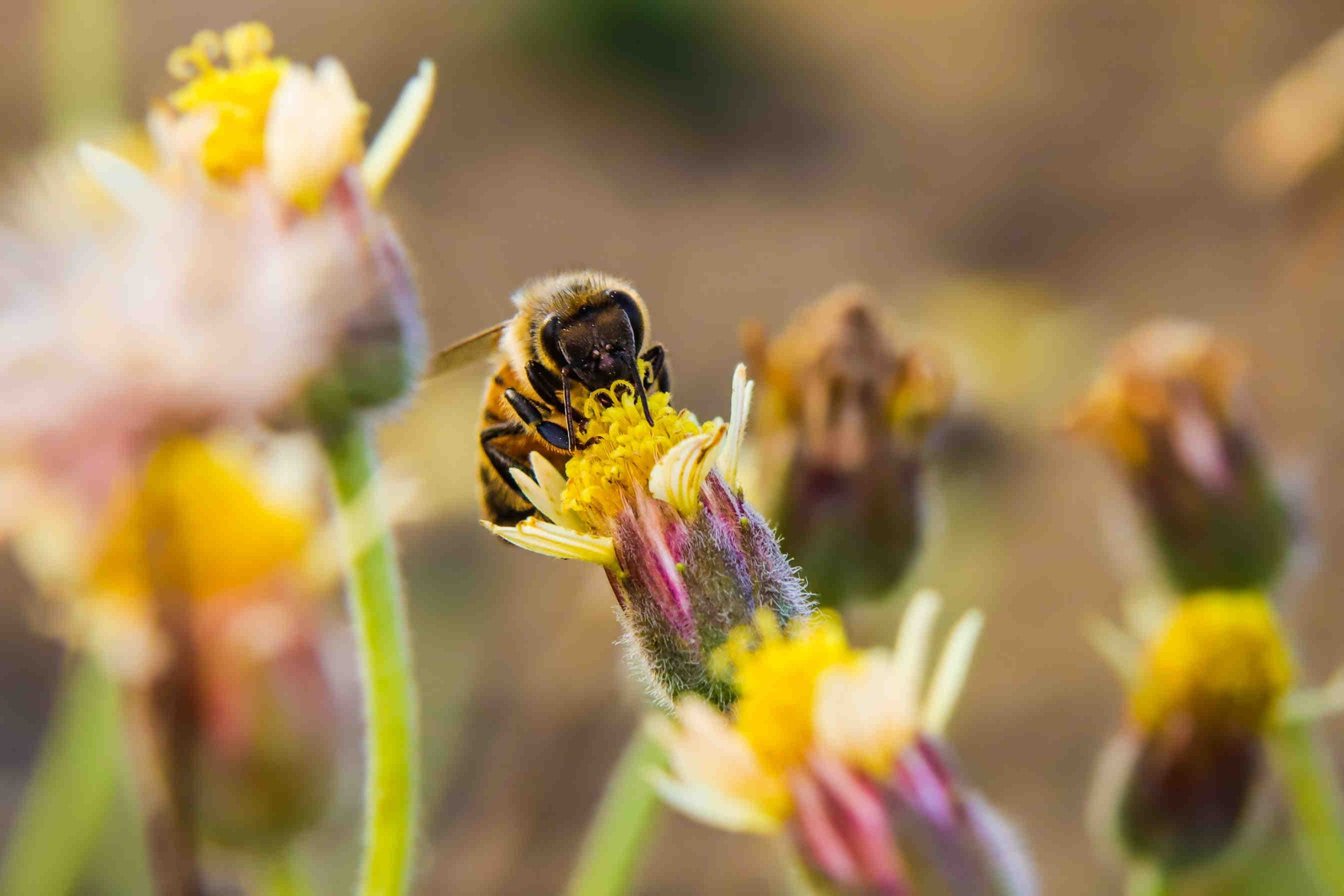 impollinatori