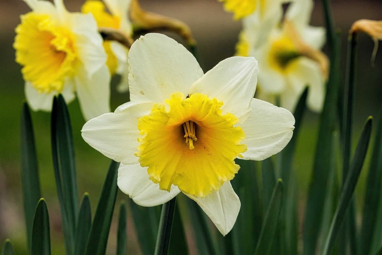 narciso