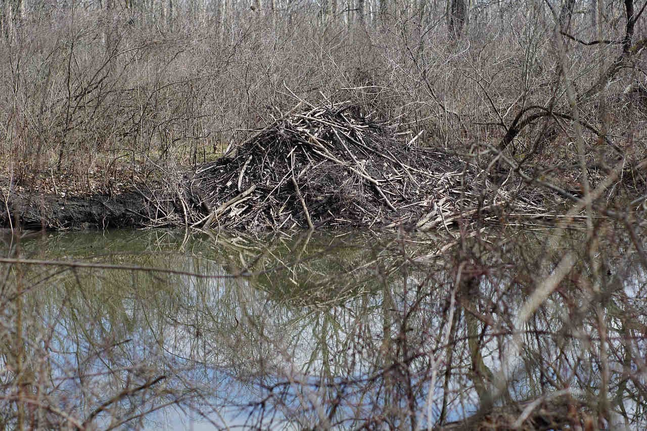 diga castori