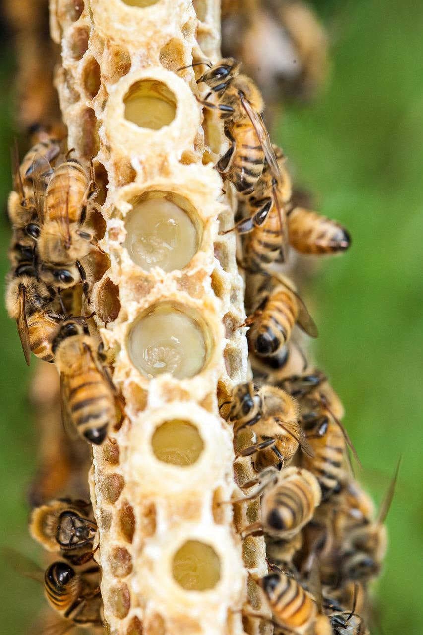 Principali componenti nutrizionali e proprietà terapeutiche