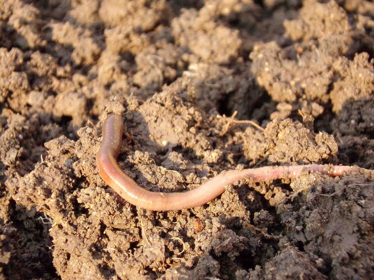 lombrico suolo