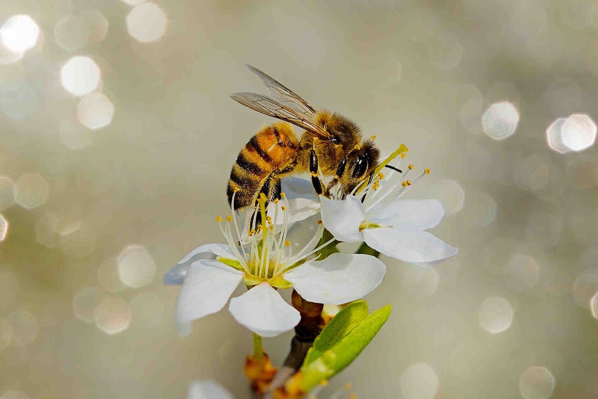 Les initiatives de 3Bee