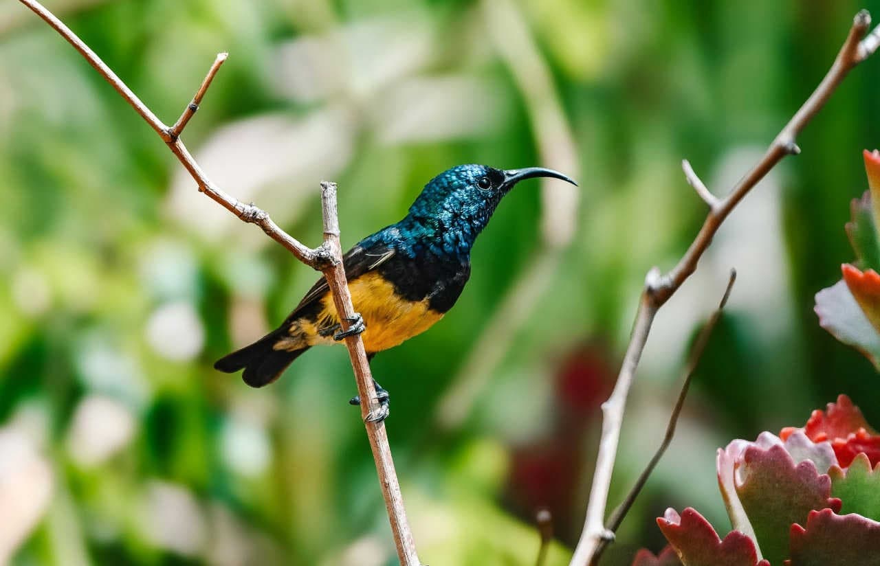 Come proteggere la biodiversità? Le strategie dell’Unione Europea