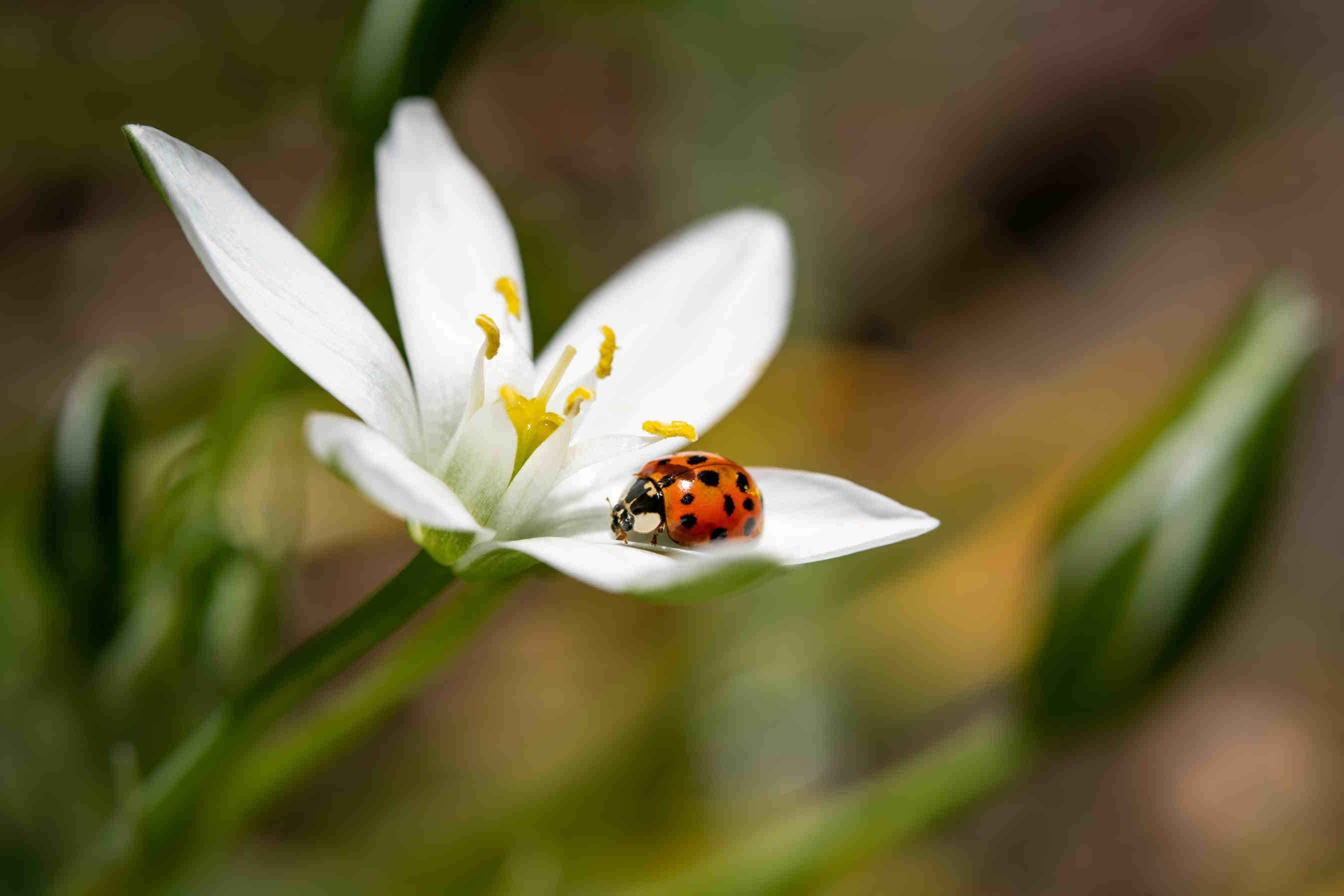 Polinización y biodiversidad
