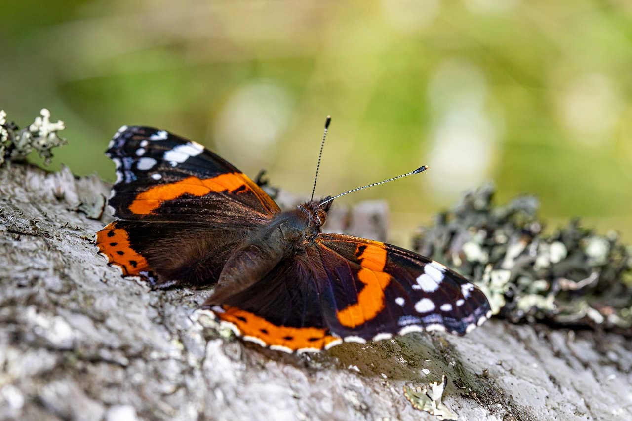Vanessa atalanta
