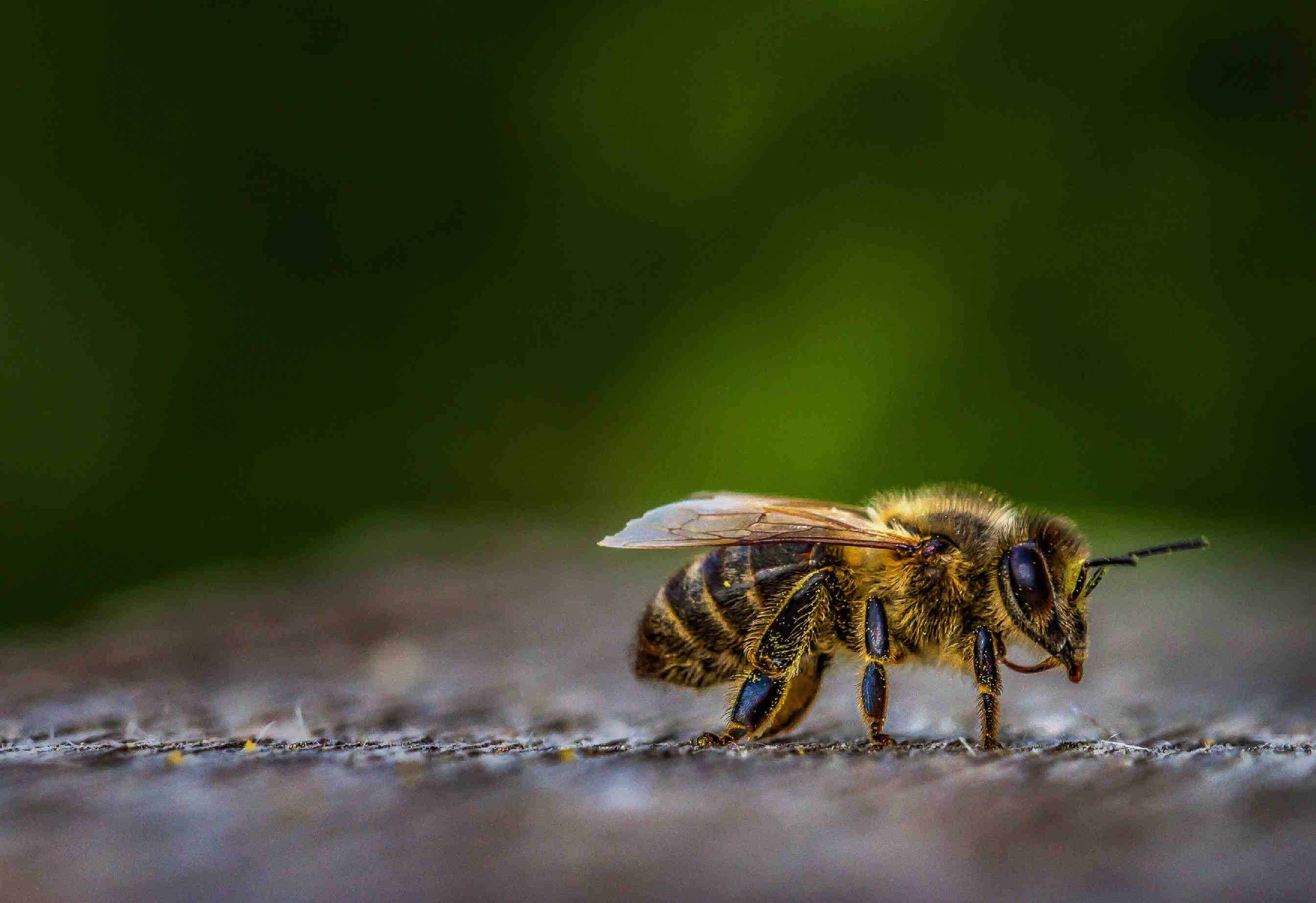 Wählen Sie 3Bee Bienen