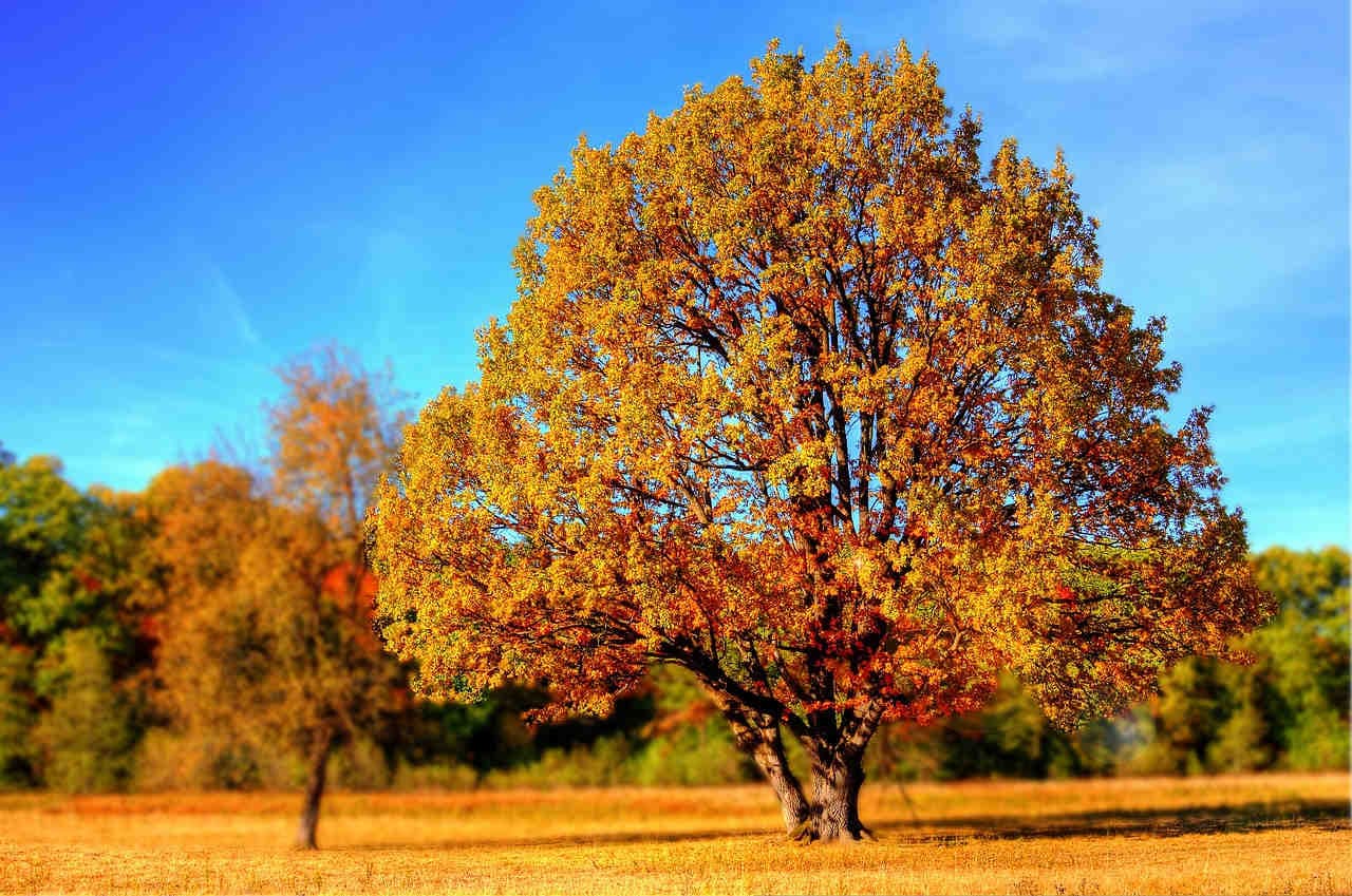 albero