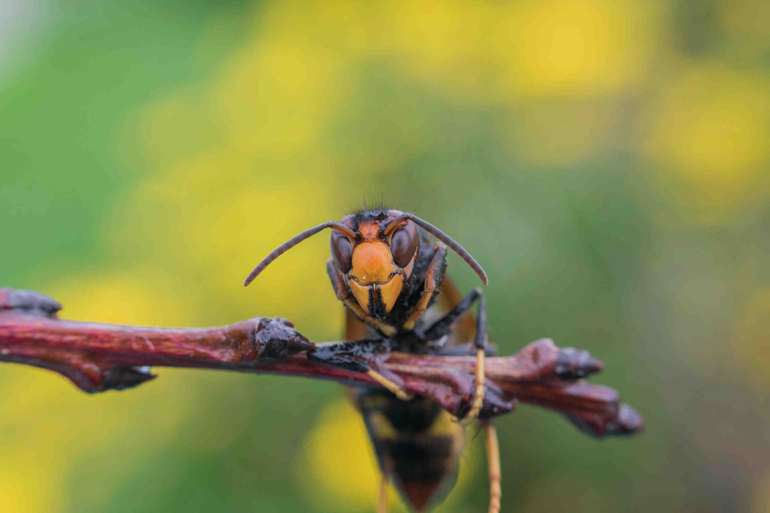 vespa velutina