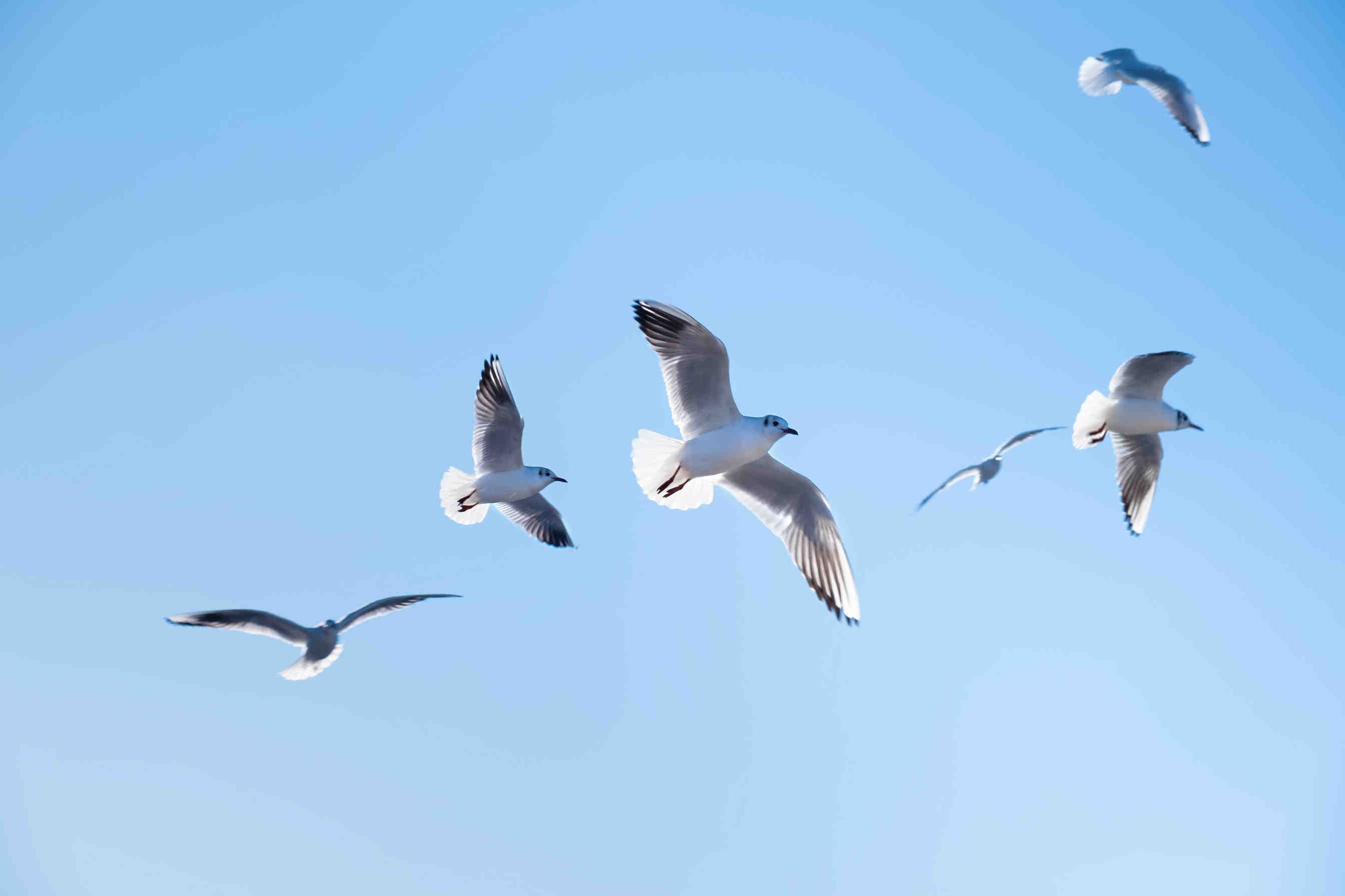 uccelli migratori