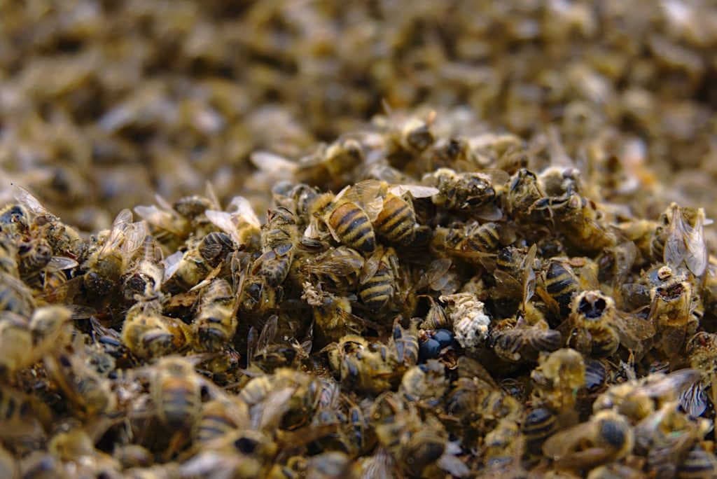 Disposable Bees: The Truth Behind Almond Milk