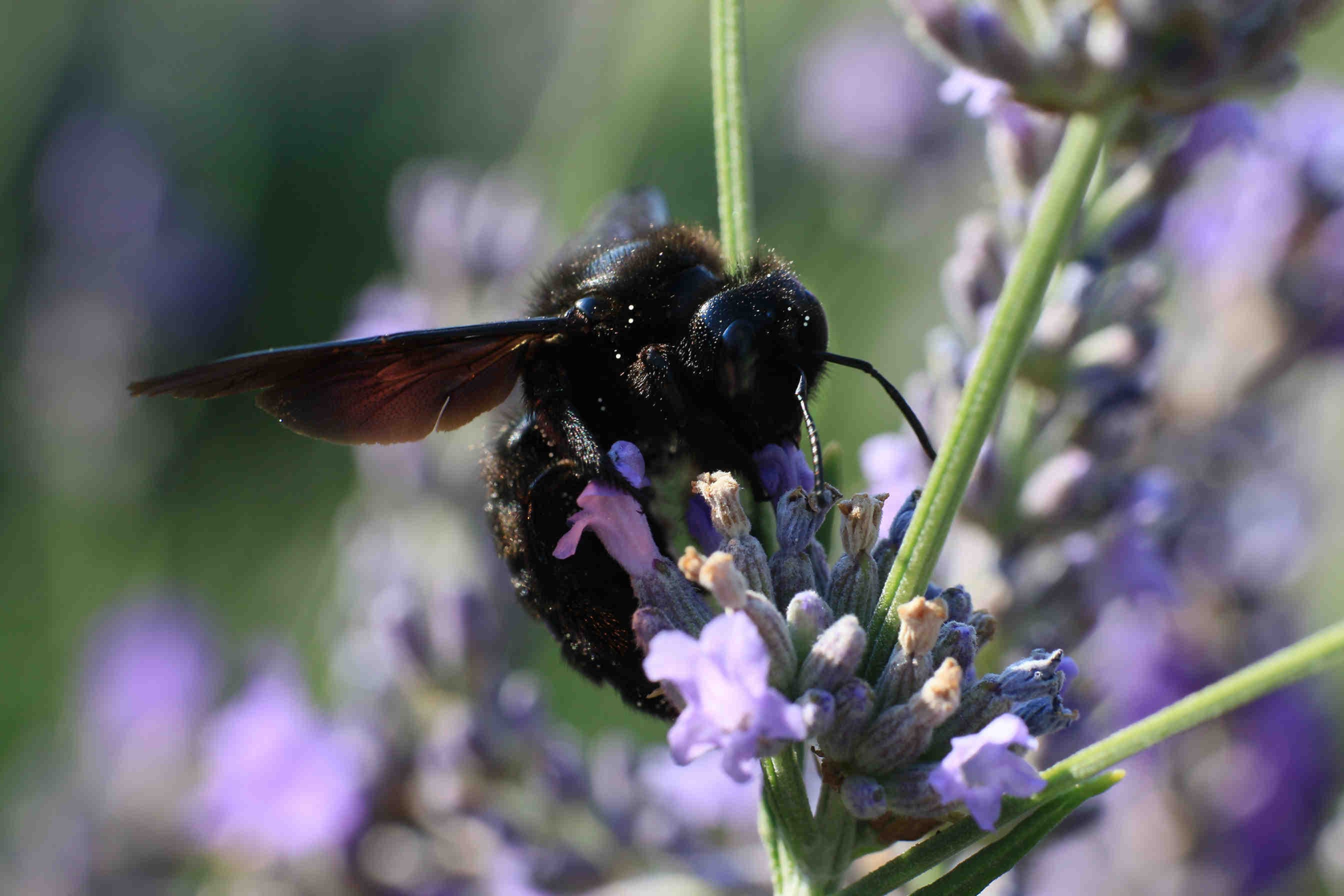Xylocopa violacea