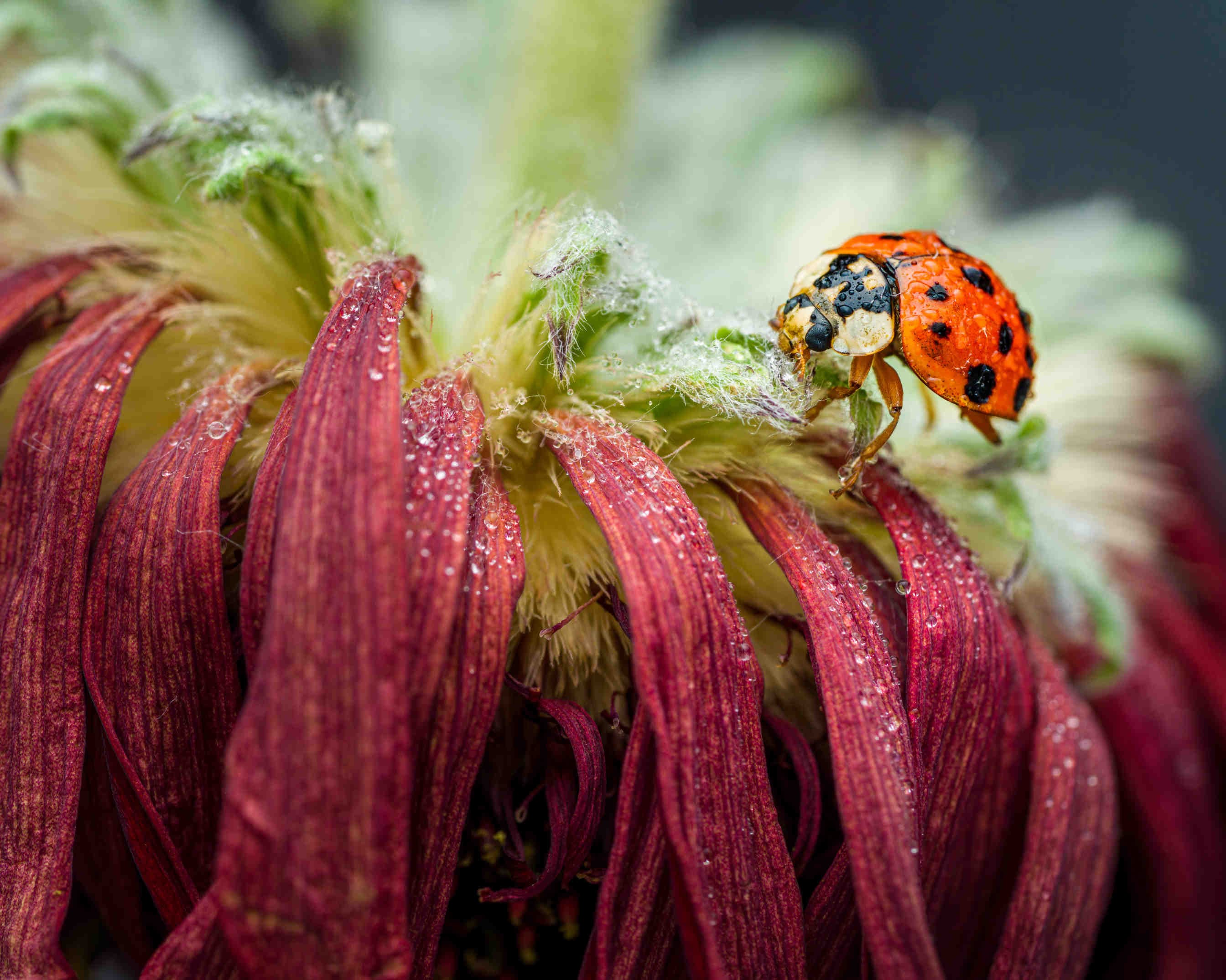 Perché le coccinelle hanno i puntini?