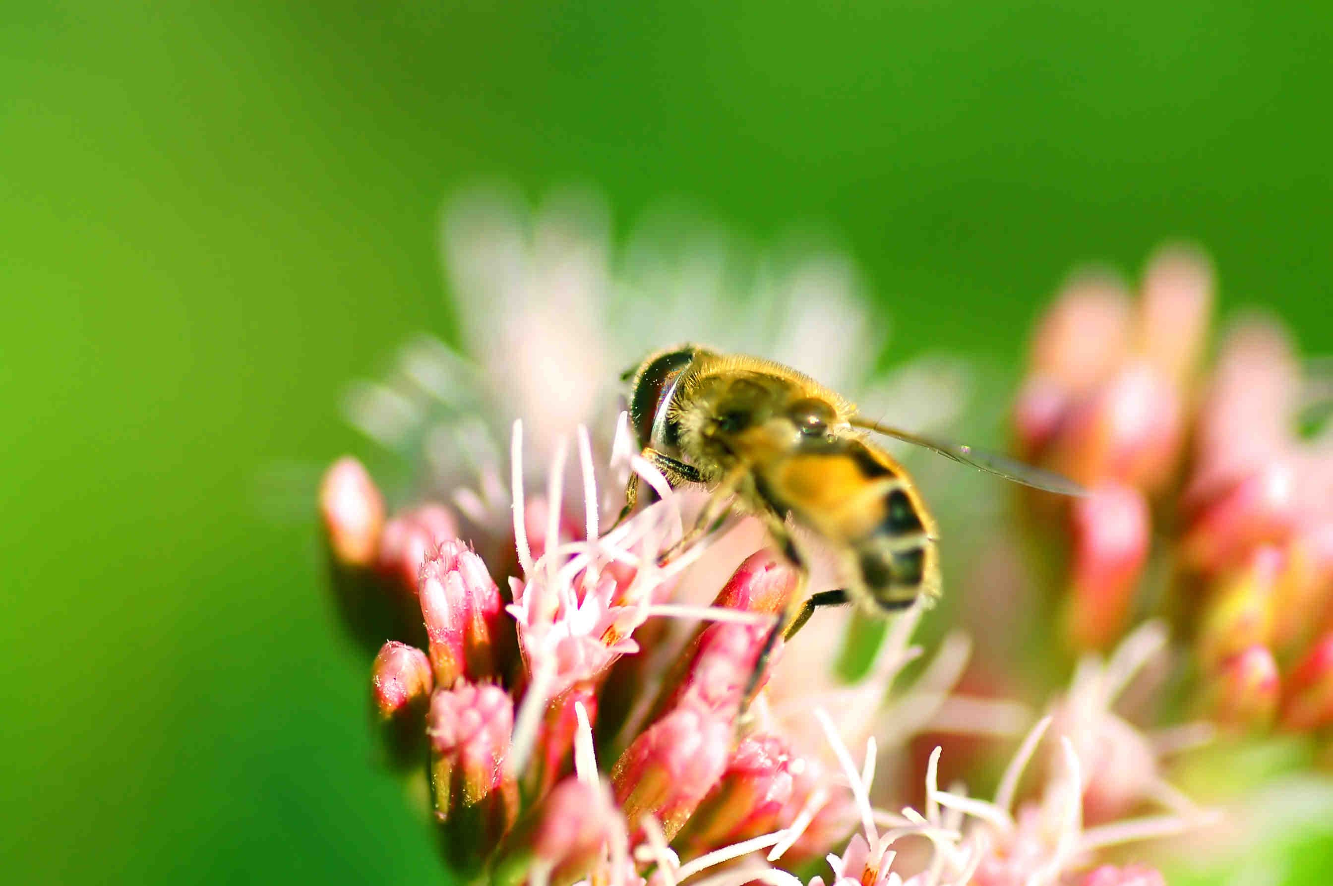 fiore impollinatore