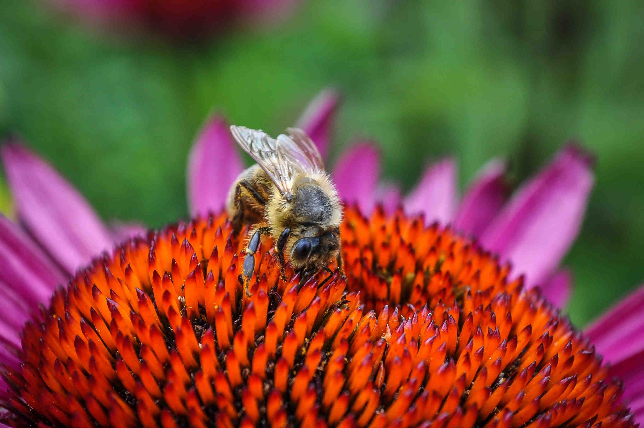ape africanizzata 3Bee