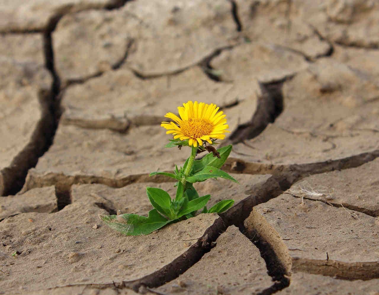 Welttag zur Bekämpfung der Desertifikation und Dürre