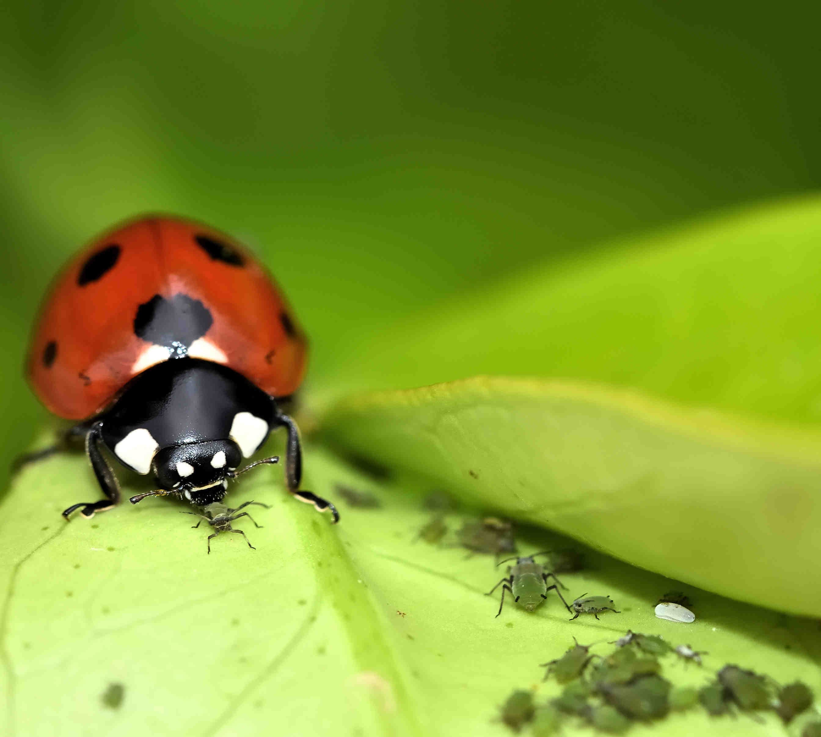 coccinella_afidi