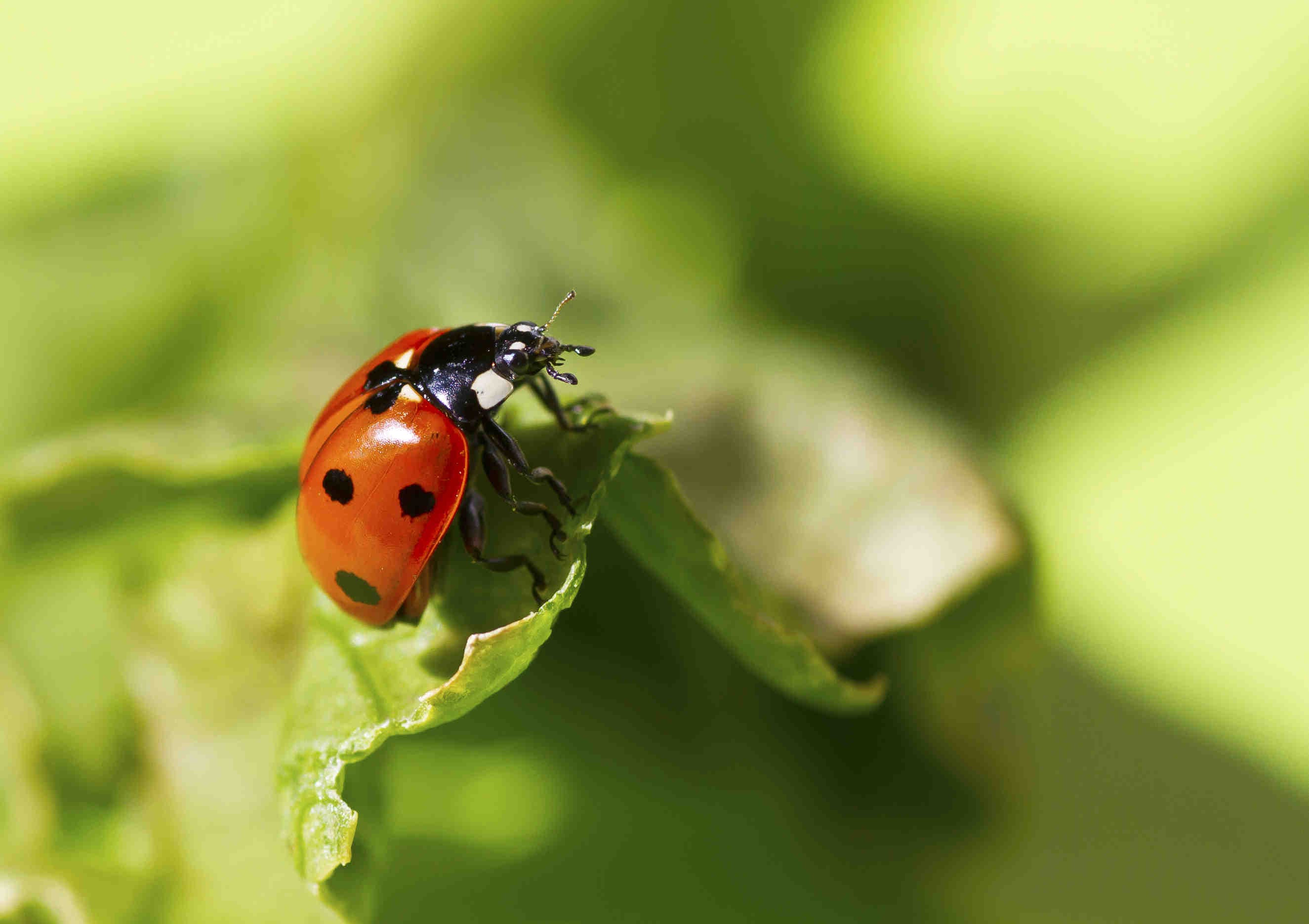 coccinella