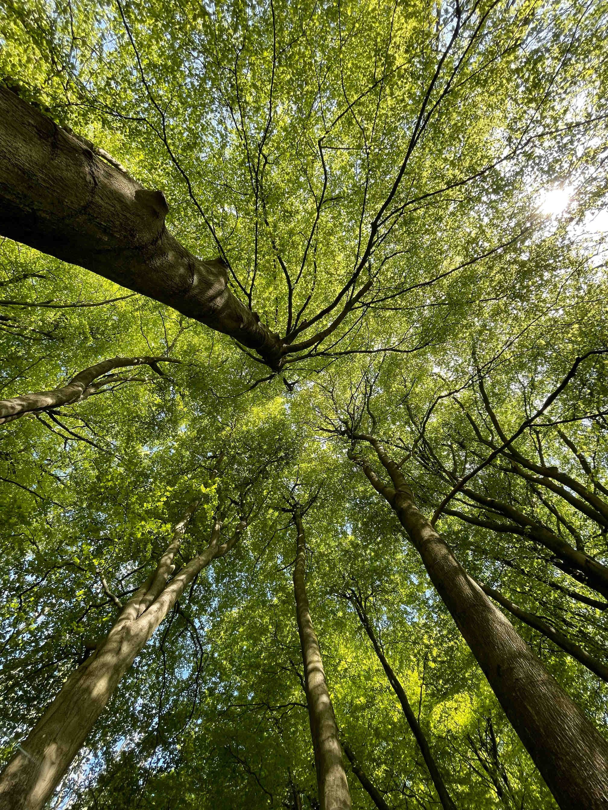 appennino 3Bee
