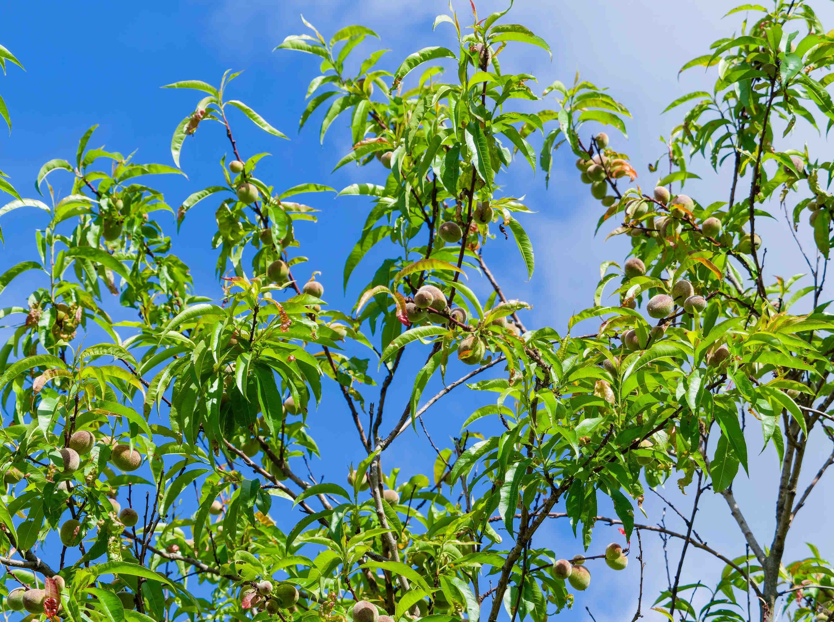 3bee-blog-il-genere-prunus-e-la-sua-importanza-ecologica