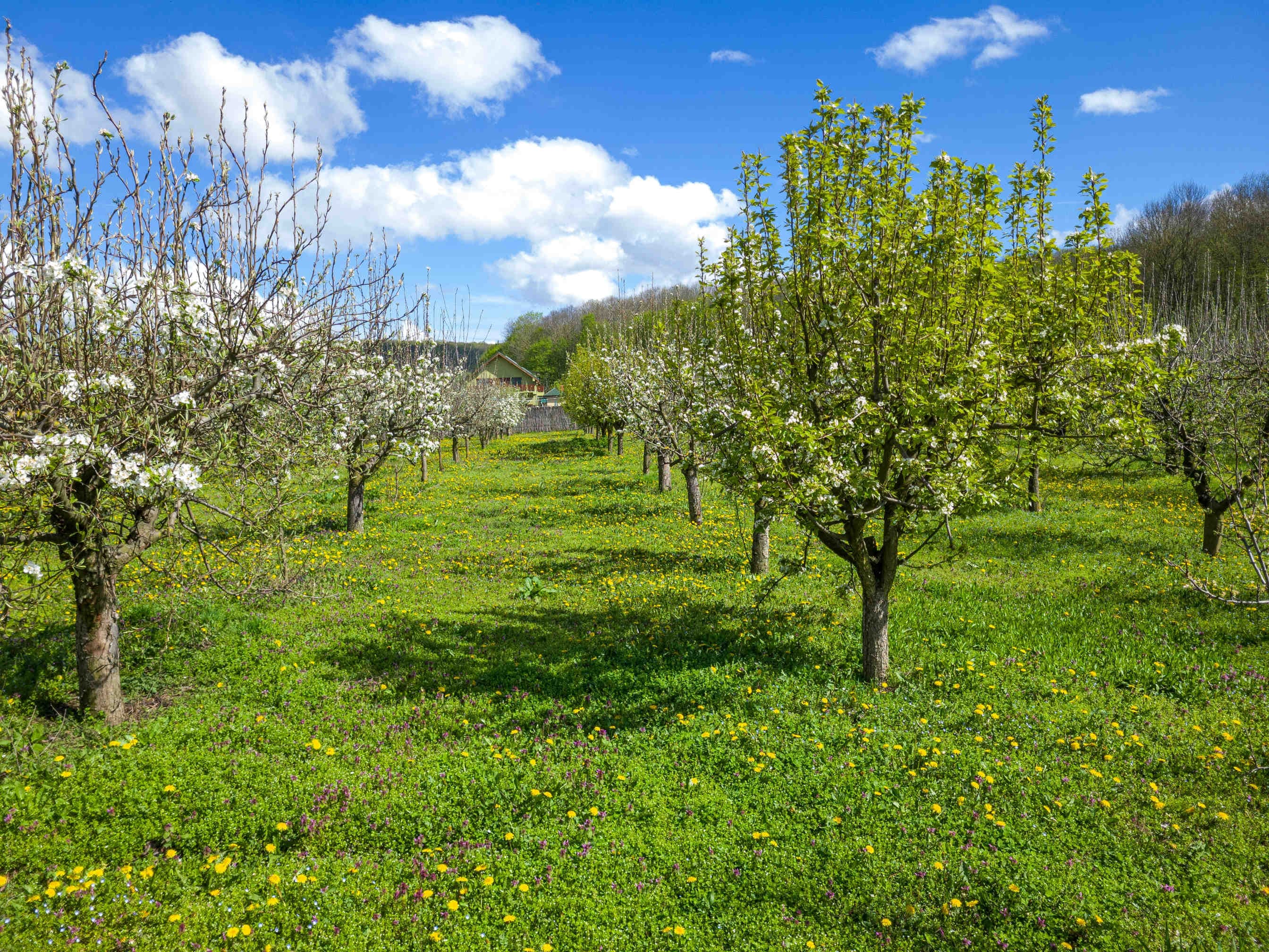 What is a biodiversity oasis?