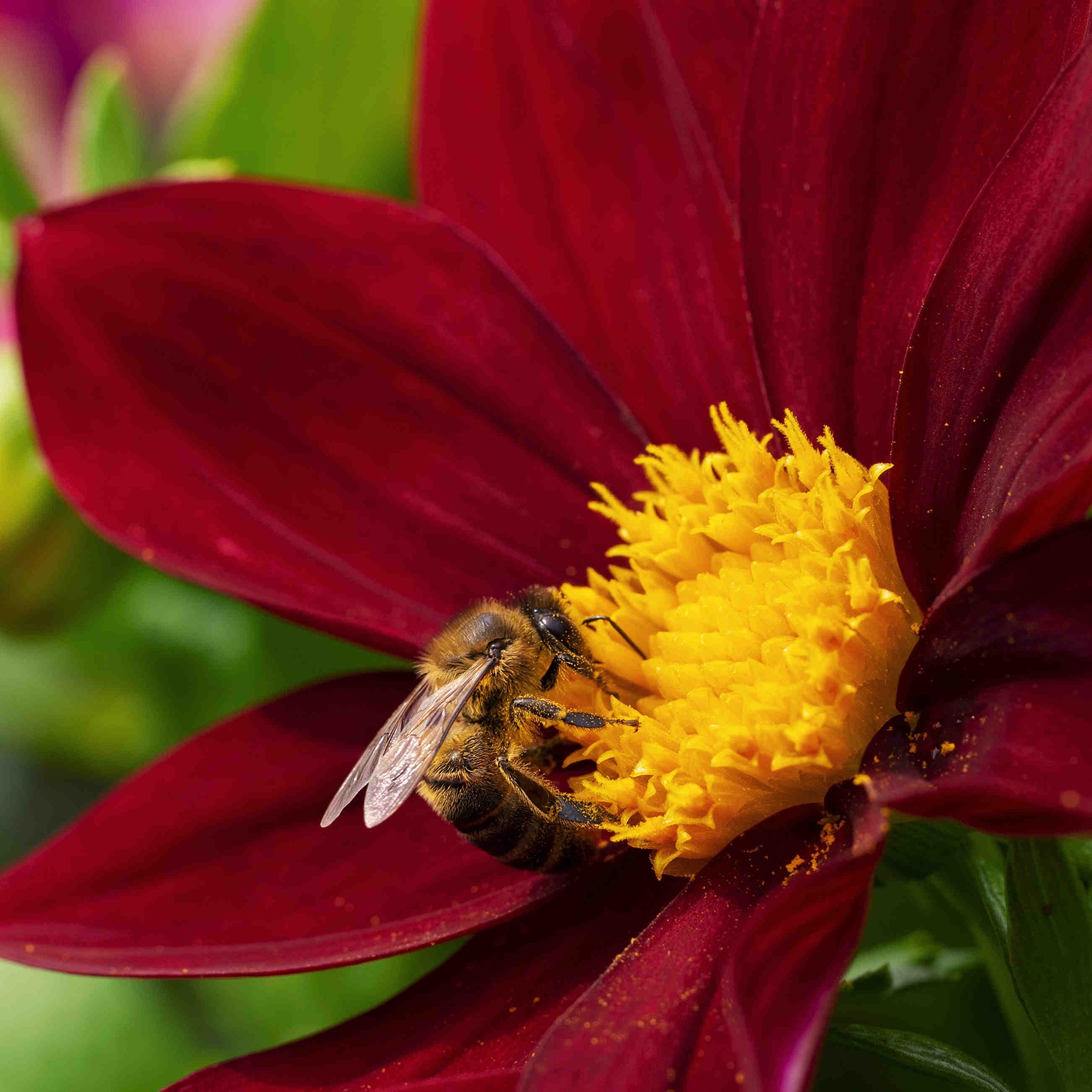 ape su fiore