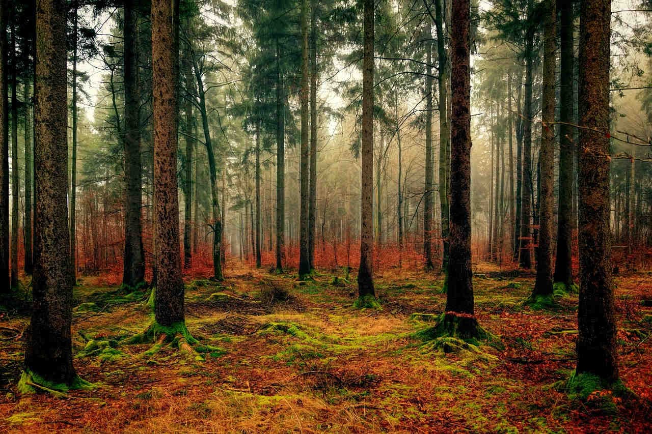rete di alberi