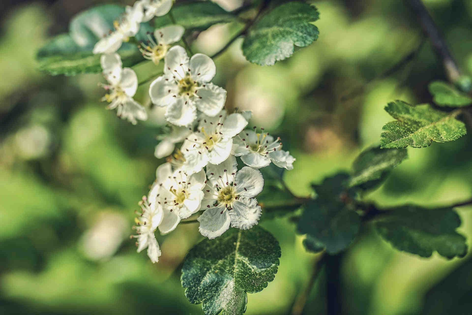 Foglie del Biancospino: Una Tavolozza Verde Nella Natura