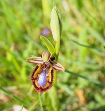 rarità orchidee